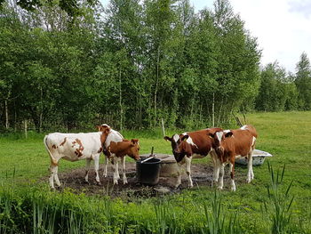 Cows on field