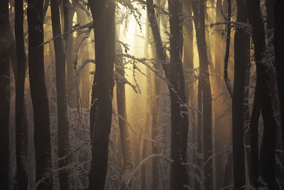 Panoramic shot of trees in forest