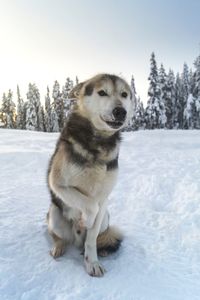 Dog on snow covered land