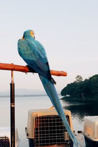 Bird perching on a boat