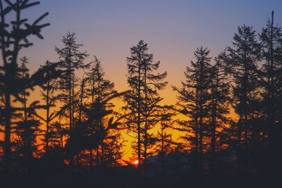 Low angle view of silhouette trees against sky during sunset