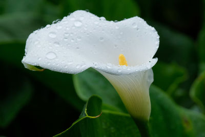 Raindrops on a calla lily flower in a garden.