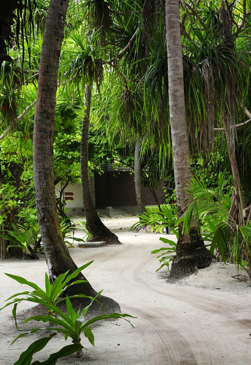 tree, growth, tranquility, tree trunk, palm tree, tranquil scene, nature, beauty in nature, forest, green color, sand, scenics, branch, beach, sunlight, plant, day, outdoors, idyllic, shadow