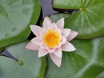 Close-up of lotus water lily in pond
