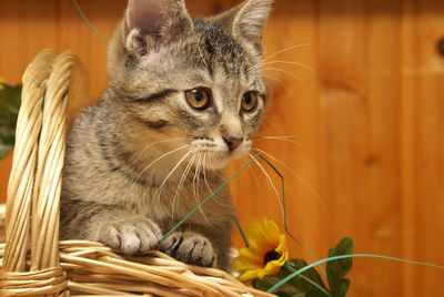 Close-up of a cat looking away