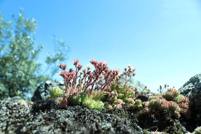 Close-up of flowering plant against blue sky