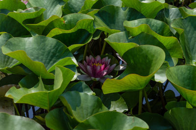 Water lily flower in shadows blooming. aquatic plant. pink flowering plant