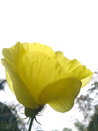 Close-up of yellow flowering plant against sky