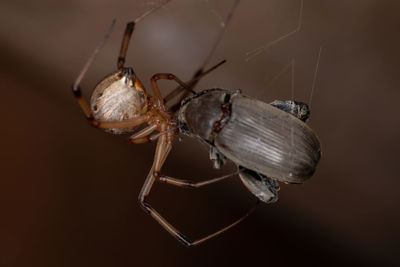 Close-up of insect