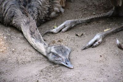 Close-up of lizard