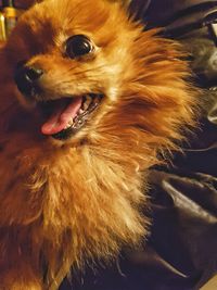 Close-up of dog