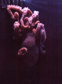 Close-up of octopus in sea