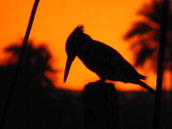 Close-up of silhouette bird perching on orange sunset