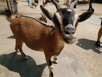 High angle view of deer