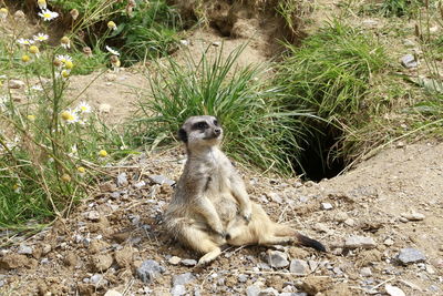 High angle view of bird on grass