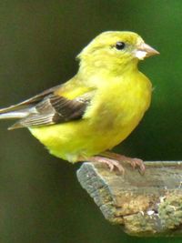 Close-up of a bird