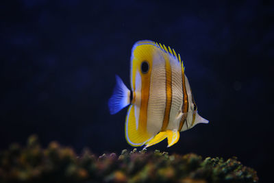 Close-up of fish swimming in sea