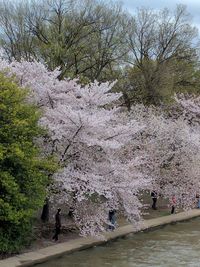 People in water at flower trees