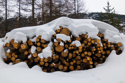 Stack of logs in snow