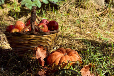 Pumpkin, basket with apples and maple leaves in the garden. thanksgiving and halloween postcard. 