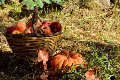 View of fruits in basket on field