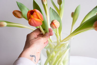 Close-up of hand holding flowers