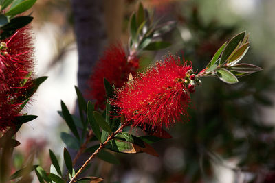 Close-up of red berries on plant