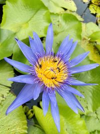 Close-up of purple water lily