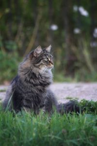 Close-up of cat on field