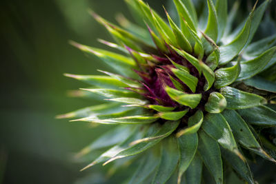 Close-up of green plant