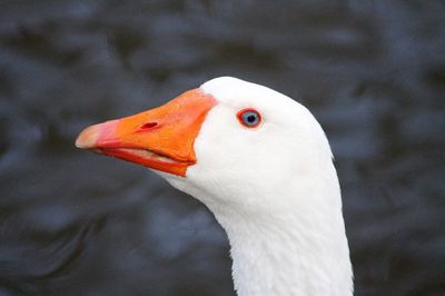 Close-up of white goose in lake