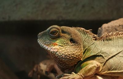 Close-up of iguana