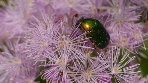 Close-up of honey bee on purple flower