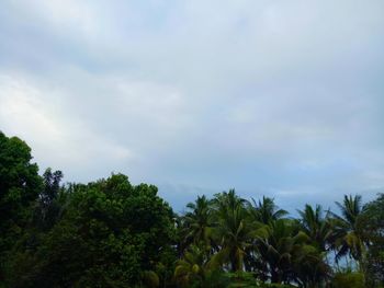 Low angle view of trees against sky