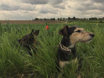 Dog on field against sky