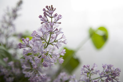 Close-up of purple flowers blooming outdoors