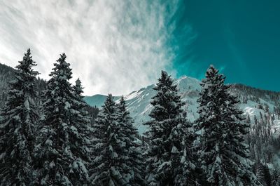 Low angle view of pine trees against sky