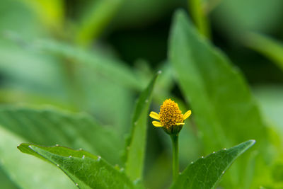 Close-up of yellow flowering plant