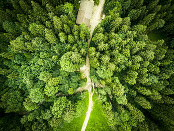 High angle view of road amidst trees in forest