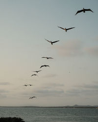 Seagulls flying over sea