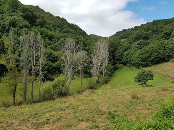 Panoramic view of trees in forest against sky