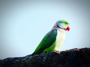 Low angle view of parrot perching