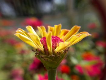 Close-up of yellow flower blooming outdoors