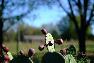 Close-up of plants against blurred background