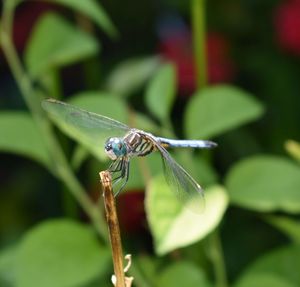 Close-up of insect on leaf