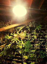 Close-up of flower plants against illuminated sun