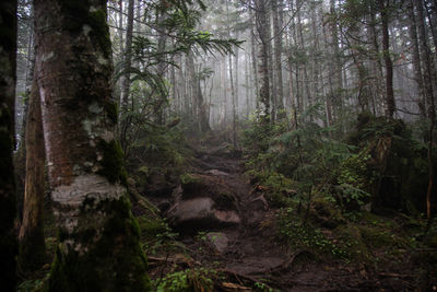 Trees in forest