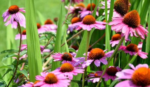 Close-up of coneflowers blooming on field