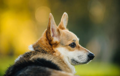 Close-up of dog outdoors