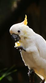 Close-up of bird perching outdoors